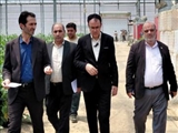 بازدید میدانی فرماندار شهرستان از مجتمع گلخانه ای روستای قره قباق شهرستان پارس آباد